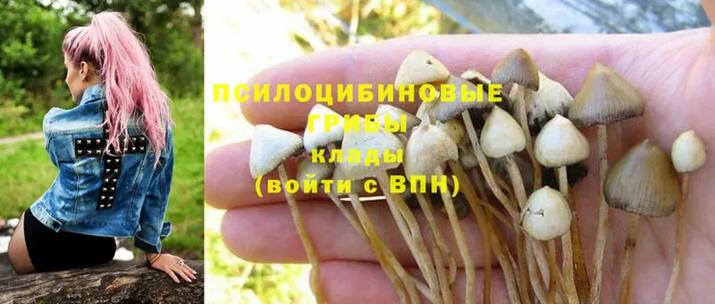 Псилоцибиновые грибы Magic Shrooms  Байкальск 